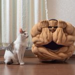 使う猫を選ぶ？ビスケット・オリバの猫かご!