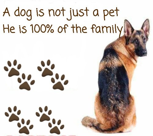 bibeauceline50's tweet photo. @SBossers @ProfNoelFitz ♥️🐕🐾🐾 https://t.co/RTKmvhwCDx