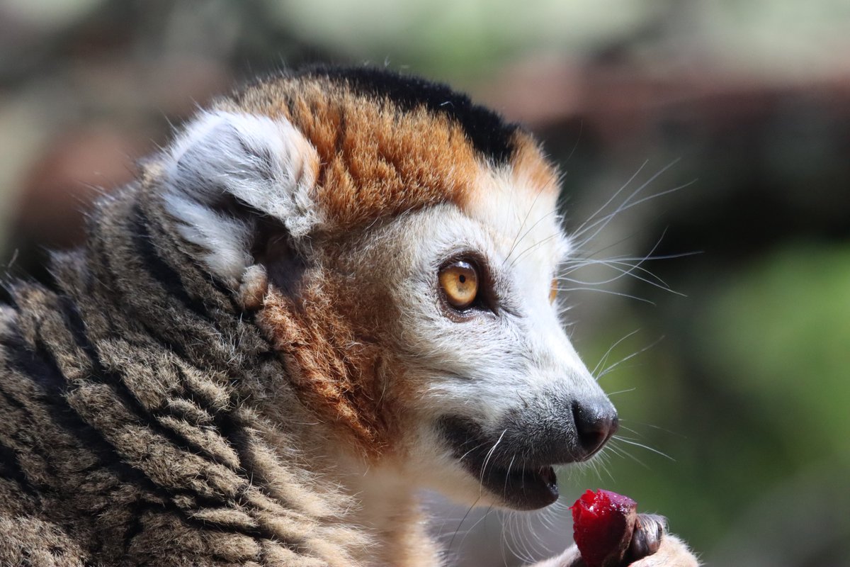 bigbobbejaan's tweet photo. A visit to Howletts Wild Animal Park yesterday. These Crowned Lemurs were very happy to pose for a few snaps. @howlettspark @Julielauretta @angela_arti https://t.co/mNc1UTCcMQ