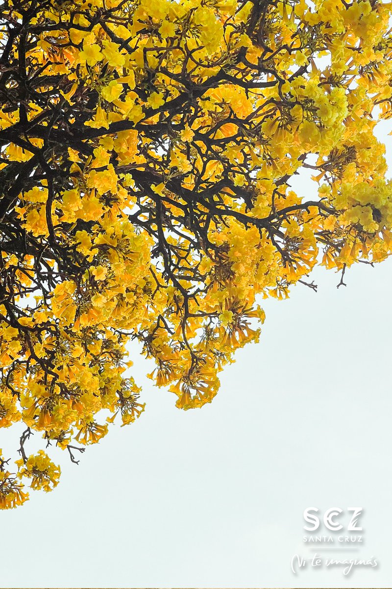 Santa Cruz, Bolivia tweet media