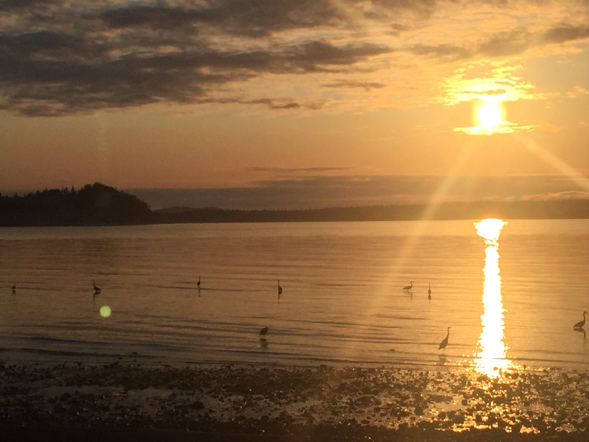 TrematodeSquad's tweet photo. Hosts acquiring new infections!

Or, sure, a beautiful dawn image of herons feeding on Vancouver Island... 😉 https://t.co/5sRquP5mqH