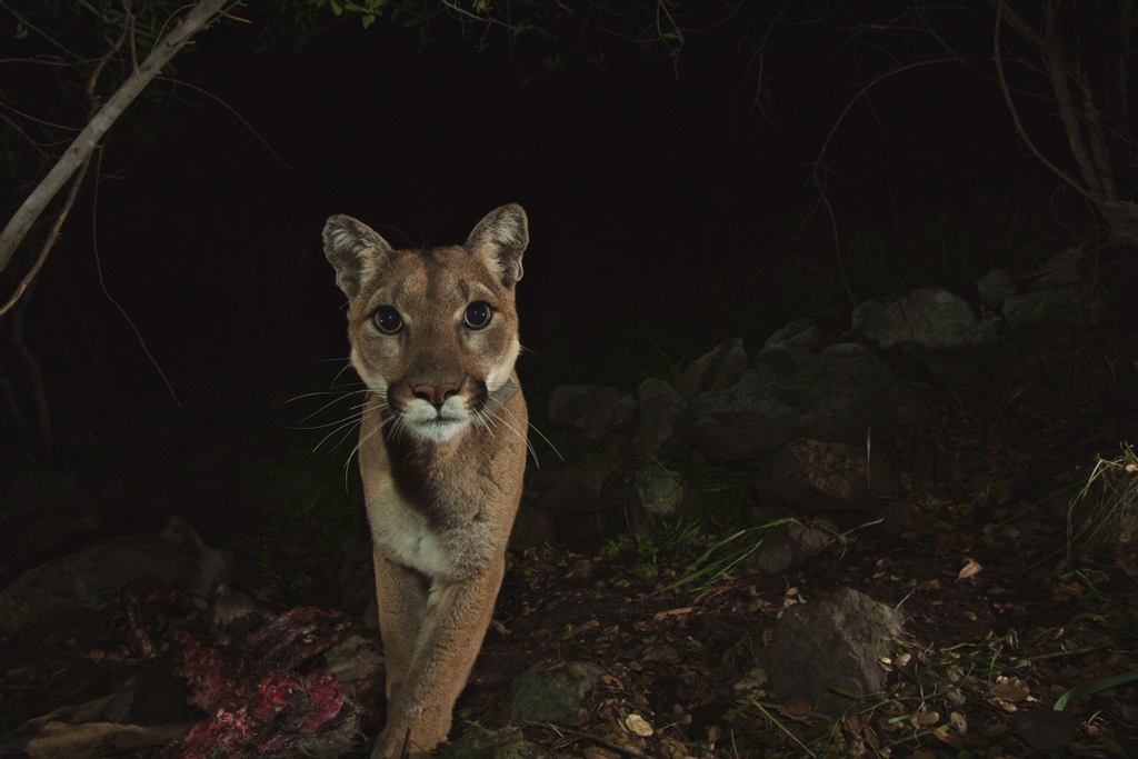 texasnativecats's tweet photo. In order to sustain a healthy population, mountain lions need large amounts of space- an average home range of a mountain lion is 100 square miles! As an “umbrella species” several other plants and wildlife benefit when mountain lion habitat is protected. 

📸: Santa Monica NPS https://t.co/1FA0aCUnDu