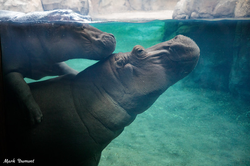 CincinnatiZoo's tweet photo. Fiona grabs on to mom for a ride around the pool! Hippos spend up to 16 hours a day submerged in rivers and lakes to keep cool under the hot sun. #TeamFiona https://t.co/XdyUjpQ5w5