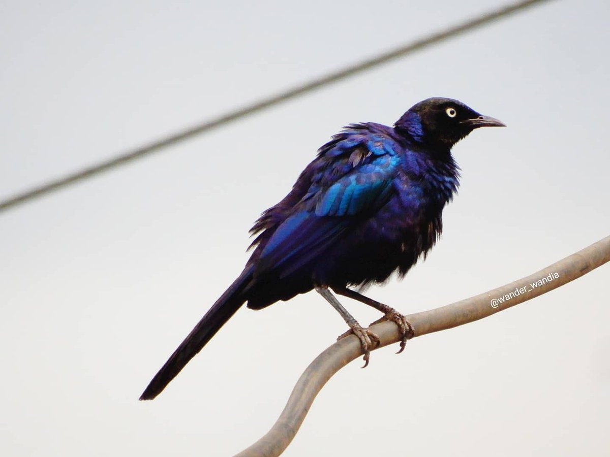 Dear bird 'enthusiasts',

What bird is this?

I was sitting in my room when I saw this beauty. These metallic colours 💙💜😍 are everything!

#birds #nikonphoto #nikoncoolpix #nikon #nikoncoolpixa900 #nikonphotography #natgeo #nationalgeographic #natgeobirds #uganda