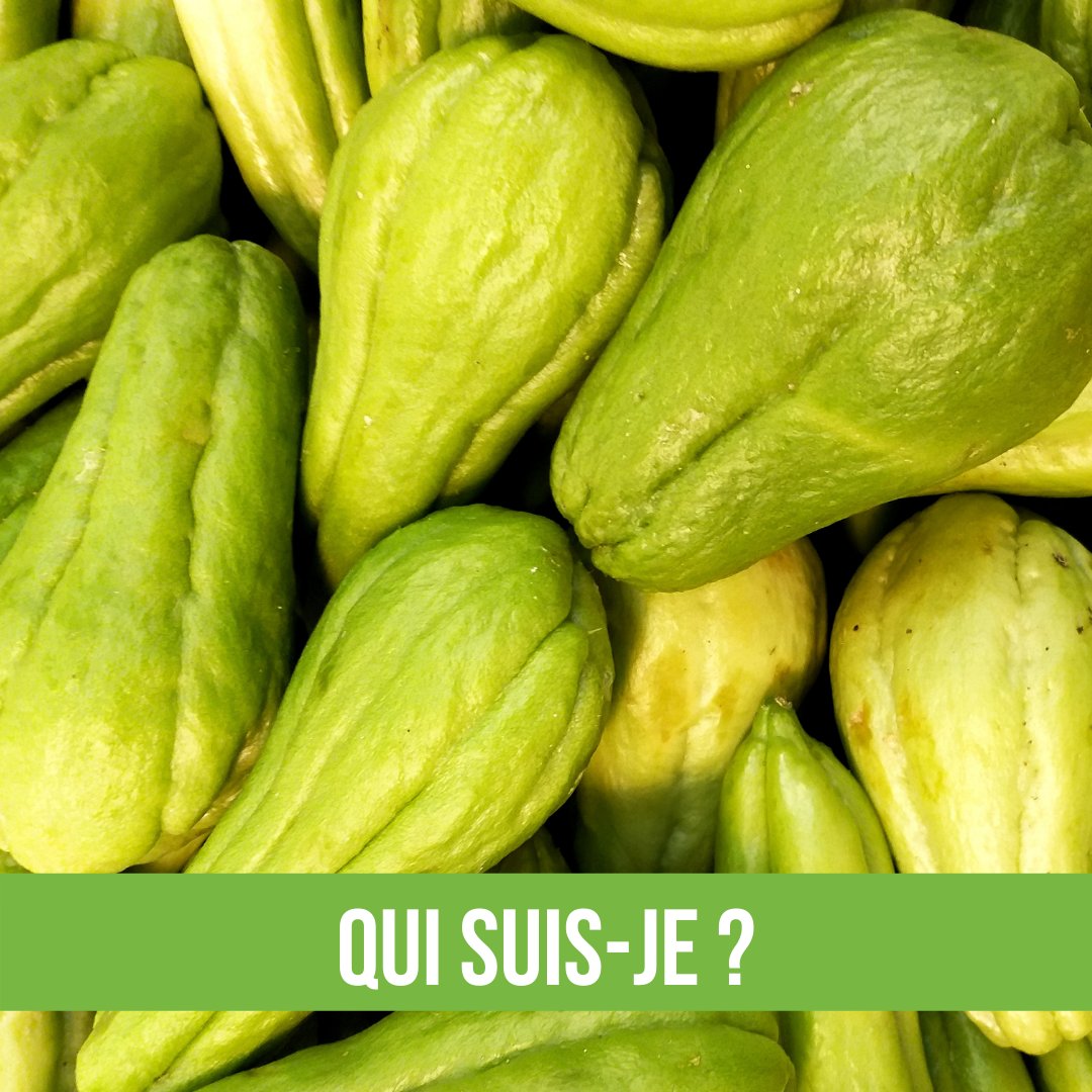 LA SEMAINE DU GOUT® (@semainedugout) on Twitter photo Connaissez-vous la chayotte ?
Il s’agit d’une plante de la famille des cucurbitacées. On la cultive sous climats chauds, pour son fruit qui se consomme cru (salade) ou cuit (gratin, soupe) mais aussi pour sa tige. 
Pour en savoir plus : instagram.com/p/CTNGDCpo21w/ Connaissez-vous la chayotte ?
Il s’agit d’une plante de la famille des cucurbitacées. On la cultive sous climats chauds, pour son fruit qui se consomme cru (salade) ou cuit (gratin, soupe) mais aussi pour sa tige. 
Pour en savoir plus : instagram.com/p/CTNGDCpo21w/