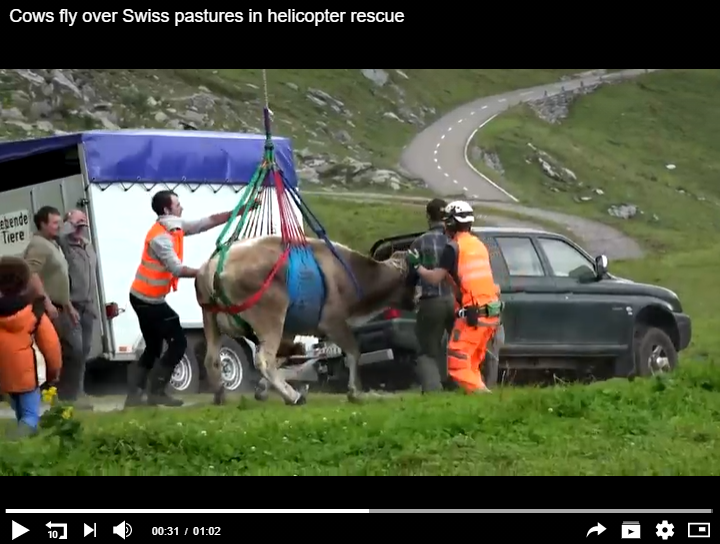 JUSTHELICOPTERS's tweet photo. Watch as cows fly over Swiss pastures in helicopter rescue
WATCH VIDEO: https://t.co/nSwKJH2ygB
#Helicopter #Pilot #Cows #CowFlying #WhenCowsFly #HelicopterRescue #Rotorcraft #RotorcraftPro https://t.co/xGEqxP1ojo
