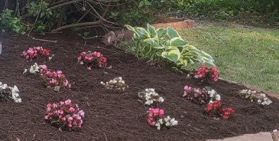MMAHLandscaping's tweet photo. Lovely flowers! #mmahlandscaping #projectmanagement #kennandtrav #mmahl #anointingoil #anointedhands #lawncarecommunity #flowerbeds https://t.co/rTw1KcHyih