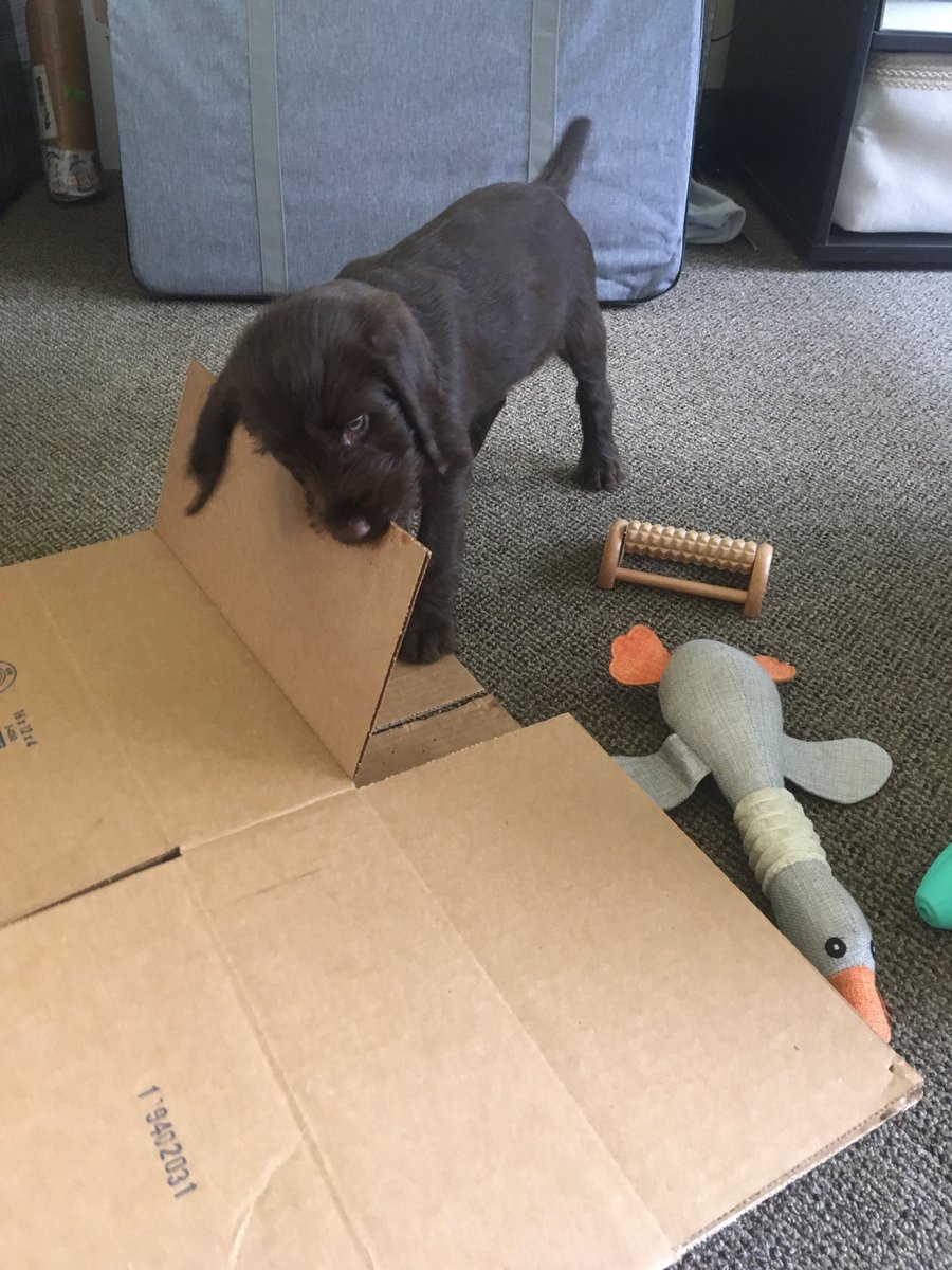AnimalOrthocare's tweet photo. Atlas helping us put together some boxes! He's such a smart and helpful boy 🐶📦
@atlastofagrabah
#atlasandachilles #atlasofagrabah #pudelpointer #puppiesofinstagram #pudelpointersofinstagram #pudelpointerpuppy #puppiesofinsta #puppylove #littleangel #officemascot #officelife https://t.co/AZulzw5Pjx