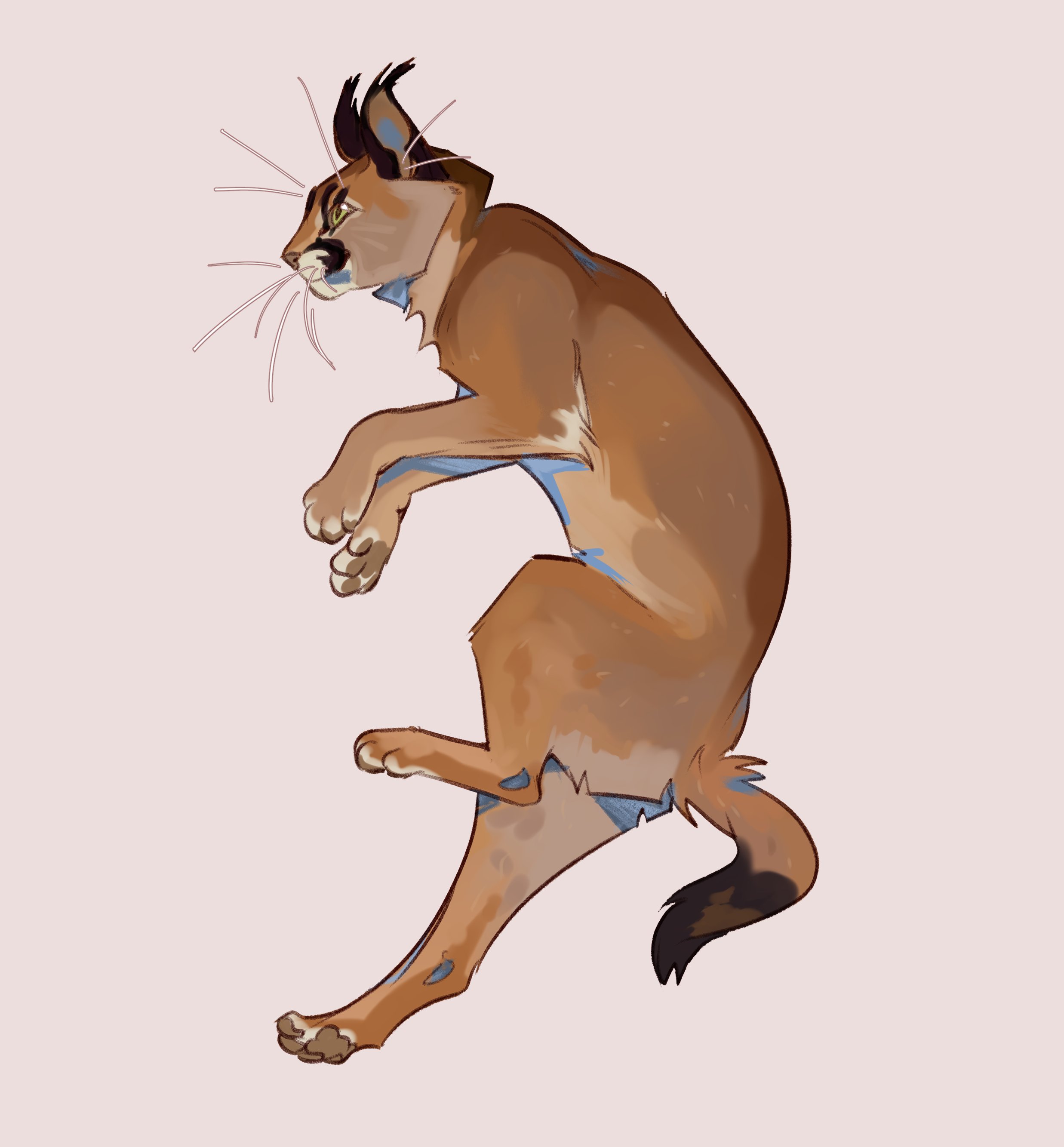 caracal drawing