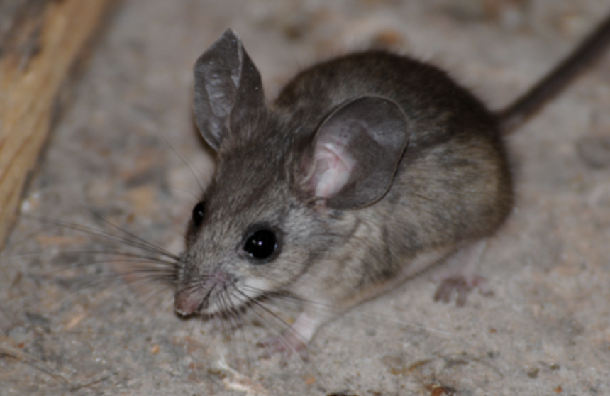 Crystal Maier Dryopoiddarling Twitter