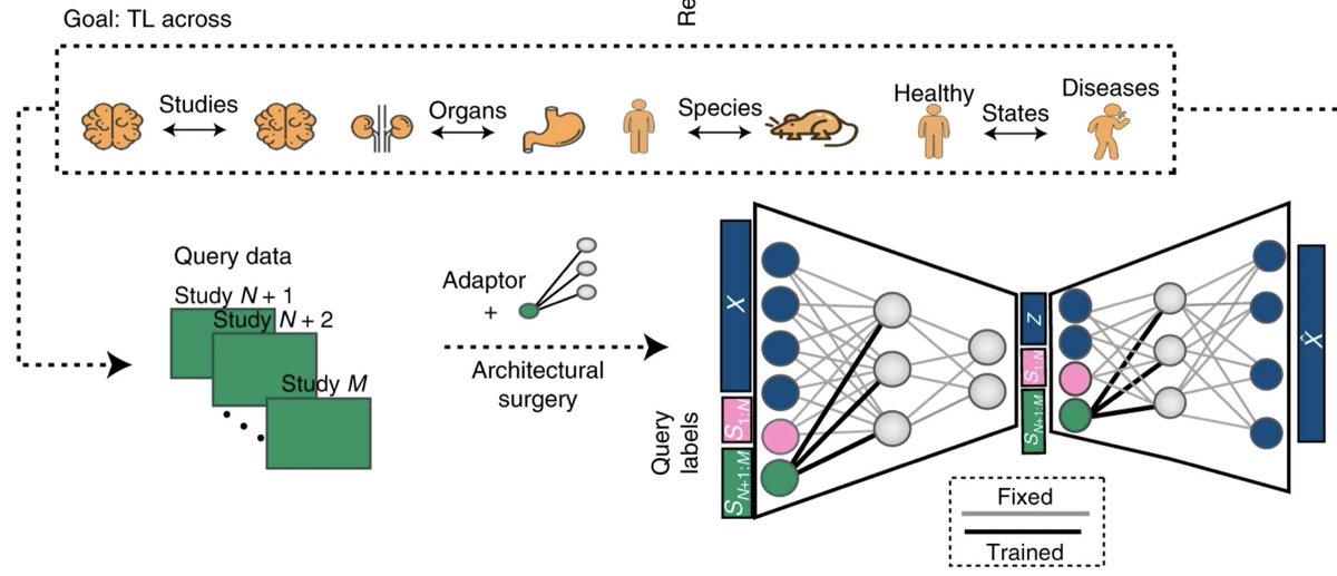 Fabian Theis (@fabian_theis) on Twitter photo Very happy that our transfer learning approach for single cell genomics is out <a href="/NatureBiotech/">Nature Biotechnology</a>! Led by @MohammadLotfol1, scArches allows querying & mapping own data on reference atlases without reintegrating or sharing original data. go.nature.com/3kzaSnT github.com/theislab/scarc… Very happy that our transfer learning approach for single cell genomics is out <a href="/NatureBiotech/">Nature Biotechnology</a>! Led by @MohammadLotfol1, scArches allows querying & mapping own data on reference atlases without reintegrating or sharing original data. go.nature.com/3kzaSnT github.com/theislab/scarc…