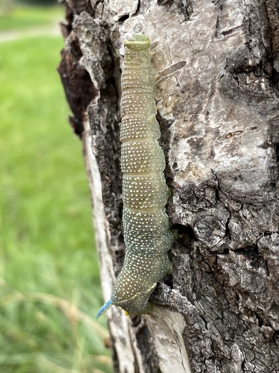 One or two interesting caterpillars about today