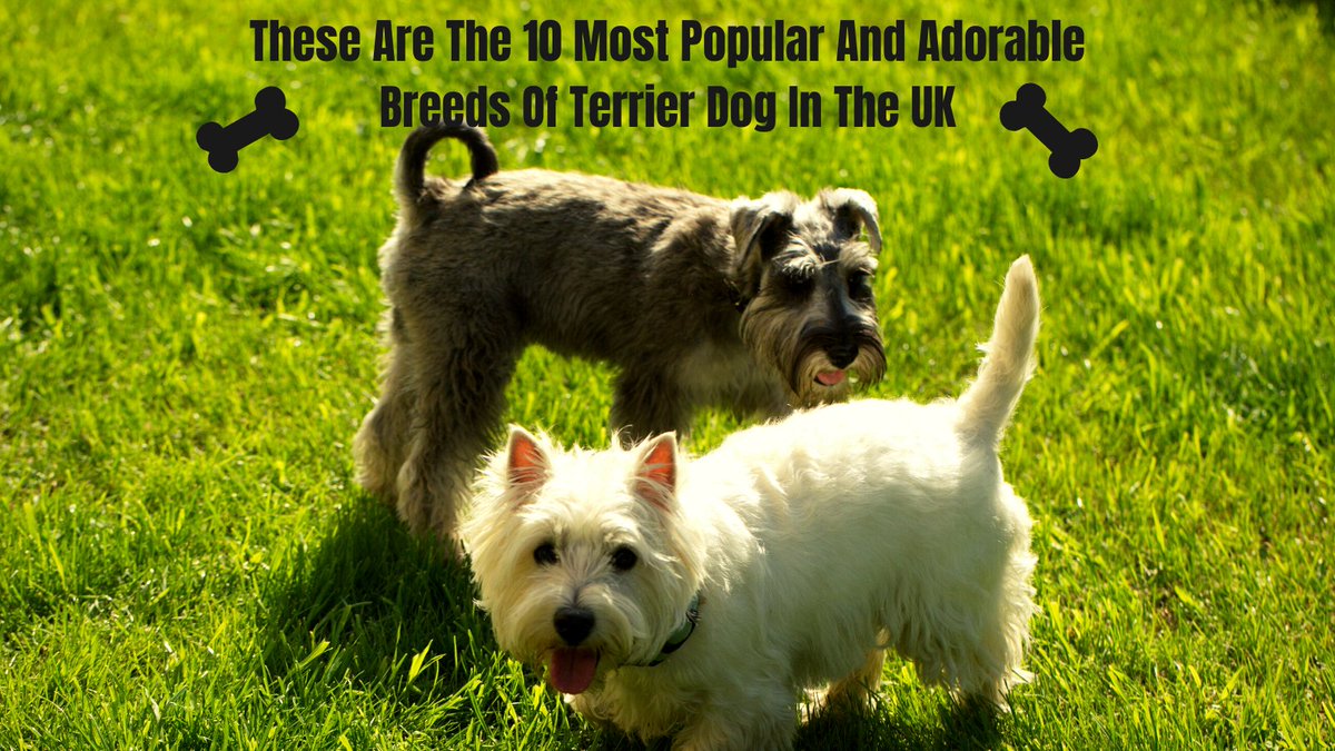 Borklycom's tweet image. #Dog ownership soared by nearly 8% last year, according to the Kennel Club. There are 221 different breeds of #pedigreedogs to choose from. Each breed has a particular set of attributes, such as a determined, brave and independent dog.#borkly
edinburghnews.scotsman.com/lifestyle/fami…