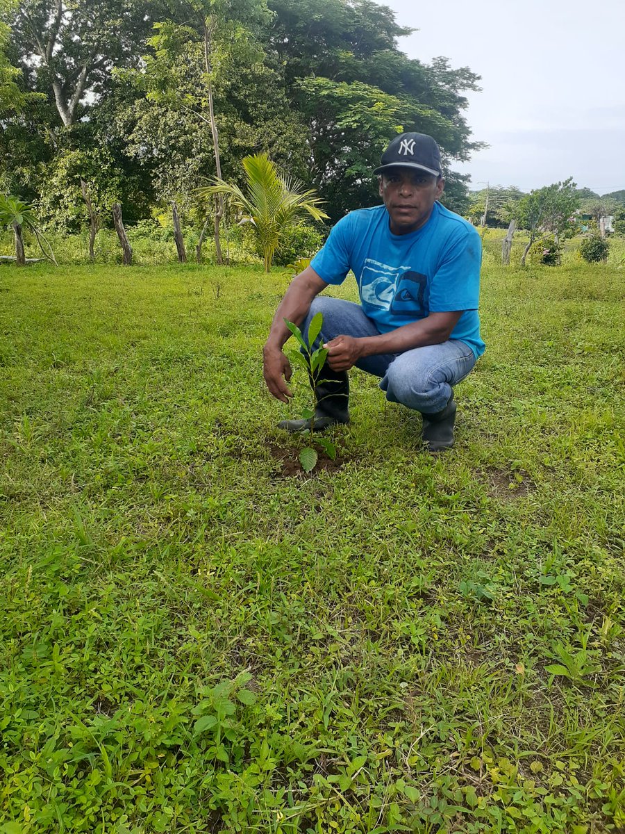 Como parte del plan de reforestación  que se realiza anualmente entre Biometep y FFI el pasado 27 de Agosto se llevo a cabo la reforestación en Santa Teresa, Isla de Ometepe, familias productoras asumieron el compromiso de proteger y dar mantenimiento a las plantas forestales.