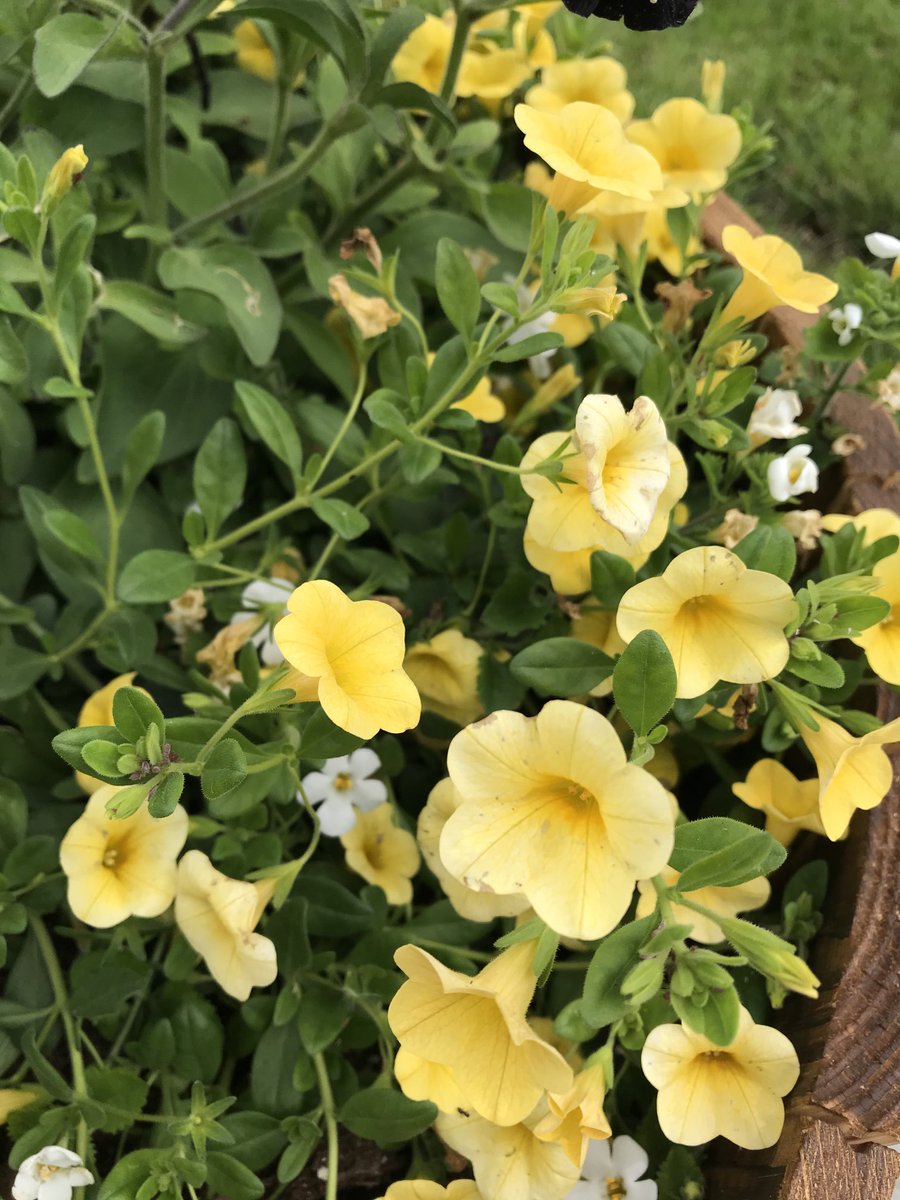 Another beautiful morning on the patio. Enjoying the cooler weather after the past several days of being in the nineties!!!#missouriweather#themidwestsummers#readyforfall