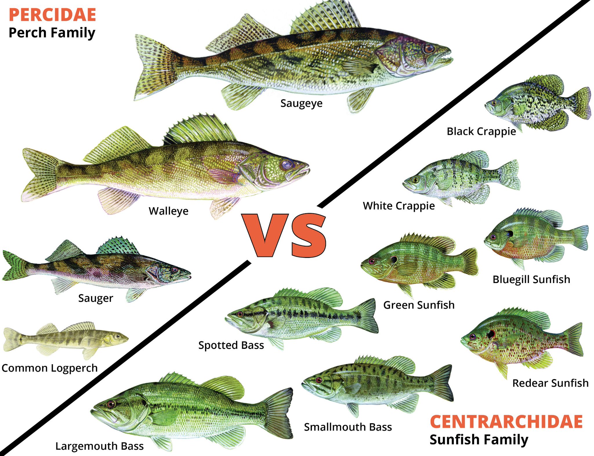 Oklahoma Department of Wildlife Conservation on X: You may have heard  common sunfish like bluegill and redear referred to as perch. However,  imperchsonators like black crappie, and black bass are actually part