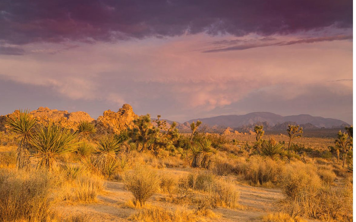 KunalMehraPhoto's tweet photo. What you seek is seeking you - #Rumi
In #JoshuaTreeNationalPark, there's plenty to seek: #solitude #inspiration #beauty #wonder.
#RumiQuotes #JoshuaTrees #JoshuaTreeSunset
https://t.co/NKc8FvBMcr https://t.co/2RbcgUw7Ls