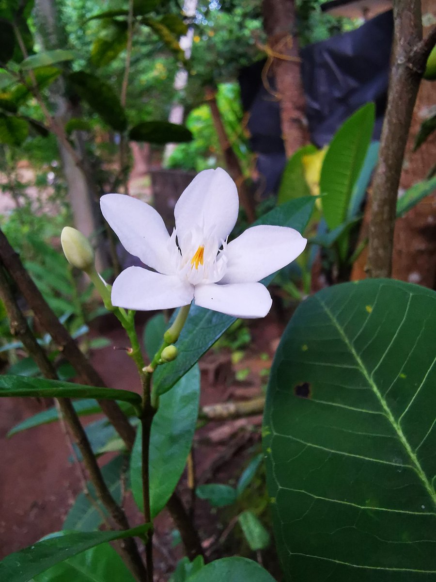 nithiglitzo's tweet photo. Jasmin Flower

#Twittermers #instalove  #instagood #followme #shoutout #photooftheday  #photo #instadaily  #photooftheday #Kerala  #bestoftheday #instadaily #instafamous #Flowers #green

#HuaweiP30Pro
@HuaweiMobile @Huawei #CapturedOnHuawei #Huaweinextimage https://t.co/YZFJRrWIj8