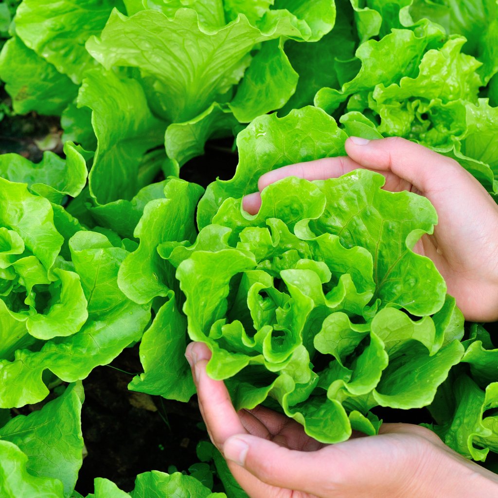 greenwaybiotec's tweet photo. Lettuce is a garden staple during the Fall! 😋 

Follow the link to read our latest blog post about the best fertilizer for lettuce:https://t.co/02377Up8AS

Subscribe to our email list to get 10% off your next order + be the first to know about new articles, special sales, etc. https://t.co/YT46D109ax