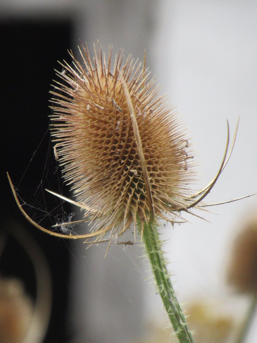 Even more <a href="/WealddownMuseum/">Weald & Downland Living Museum</a> from this afternoon!