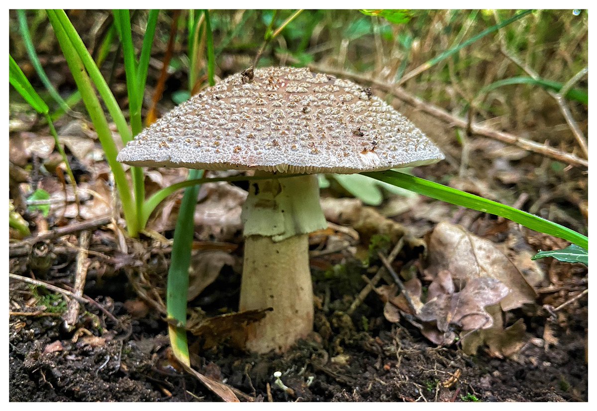 pitheadbaths's tweet photo. Windy Bank Woods is accessed via the car park @BentsGardenHome Glazebury, nr Leigh. Turned up Fairy Ring Mirasmius, The Blusher and large well eaten Wood Blewits #fungi #mushroons #nature #woodland #Leigh https://t.co/2XLYuhUMI5