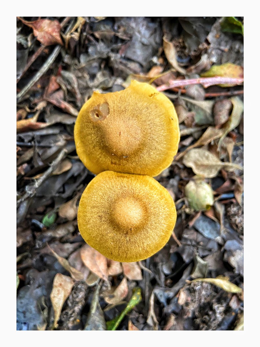 pitheadbaths's tweet photo. Windy Bank Woods is accessed via the car park @BentsGardenHome Glazebury, nr Leigh. Turned up Fairy Ring Mirasmius, The Blusher and large well eaten Wood Blewits #fungi #mushroons #nature #woodland #Leigh https://t.co/2XLYuhUMI5