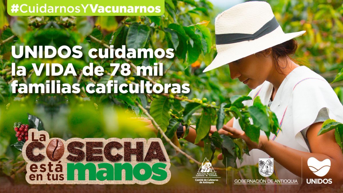 👨🏾‍🌾👩🏻‍🌾 16 municipios del departamento hacen parte del #PlanCosecha ☕️ y es trabajo de todos los involucrados cuidar la vida de las familias que se dedican a cultivar y cosechar café.

¡Lávense las manos frecuentemente, respeten el distanciamiento físico, usen tapabocas y vacúnense!