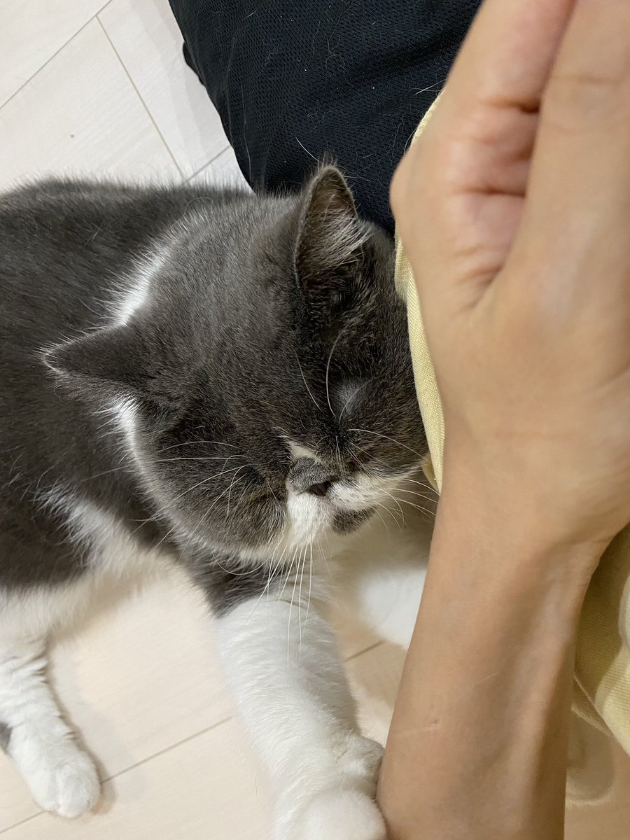 キャットアパートメントコーヒー 元 町家猫カフェ 意外にくっつき虫なのはロクちゃんだったりします