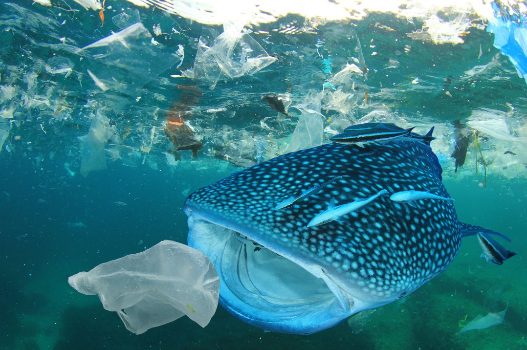 5gyres tweet picture