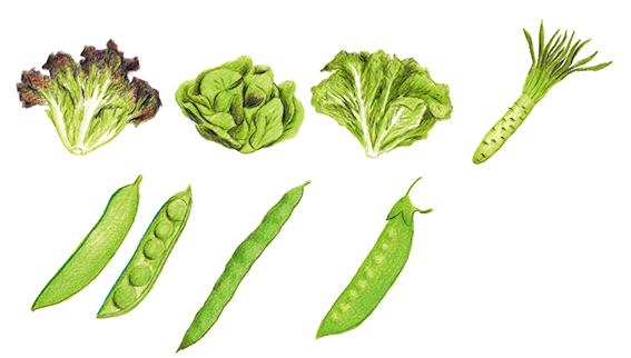 「今日は #野菜の日 らしいので。野菜の絵は探せばいっぱいある 」|堀江篤史◆イラストレーターのイラスト