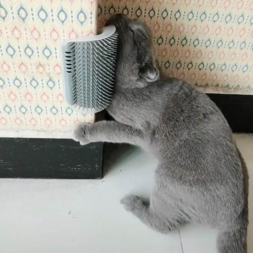 BBseelo's tweet photo. Comfortable Cat Massage Brush 
Bseelo - Simple Pets Neccessities
Buy your pets' stuff @ https://t.co/uNFtWuKOV8
Follow, Tag, and Share. 
#MCICHE #catslover #cats #dogs https://t.co/uo7zZCbwop