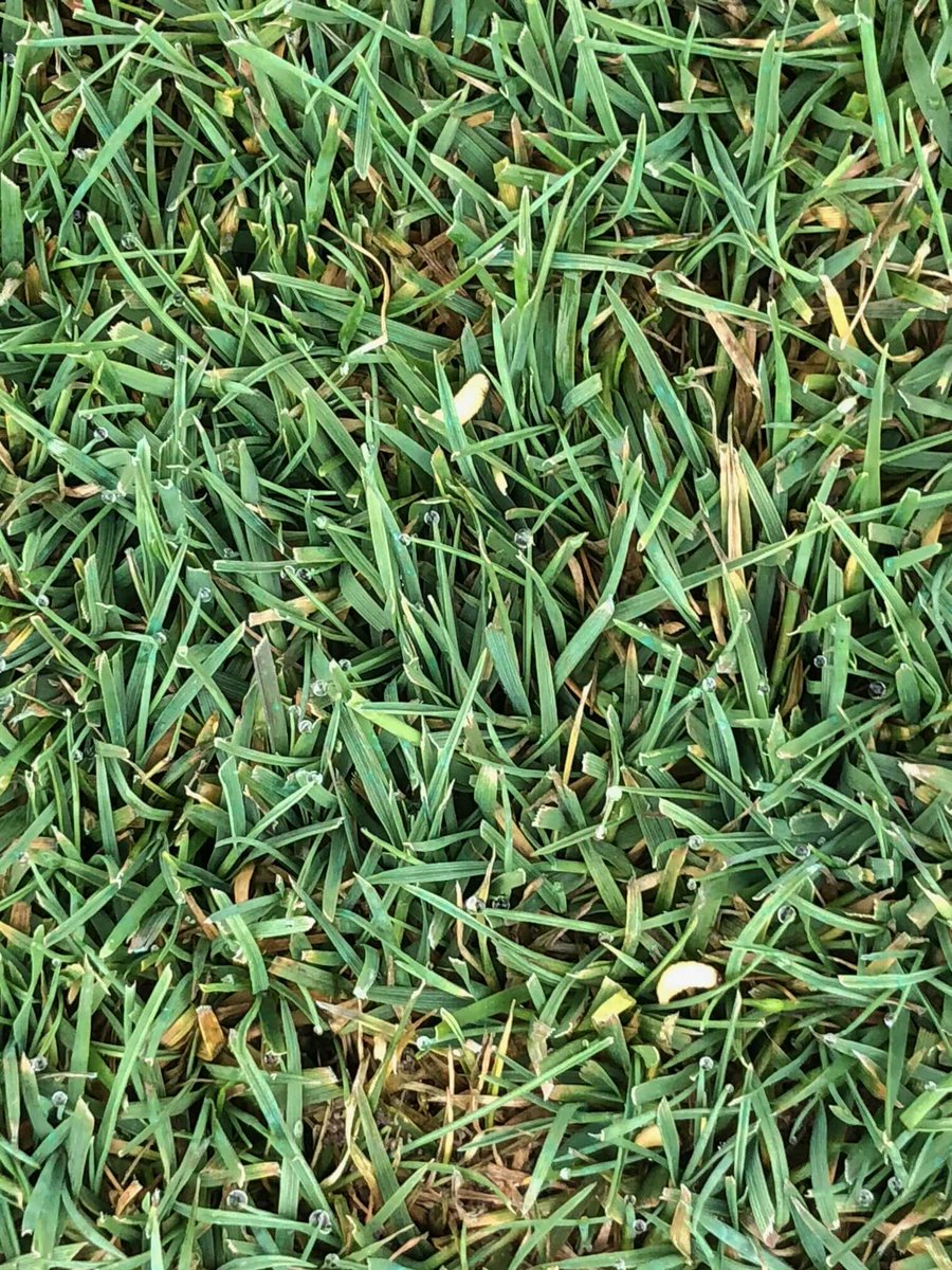 Smoked em with Tetrino!
Fast acting, stops the feeding/damage within hours for quicker turf recovery. 32oz/acre lightly watered down to crown hammered them at Shelter Harbor, great pic. Thanks Mike. ⁦<a href="/BayerGolf/">BayerGolf</a>⁩ ⁦<a href="/MichaelDachows2/">Michael Dachowski</a>⁩