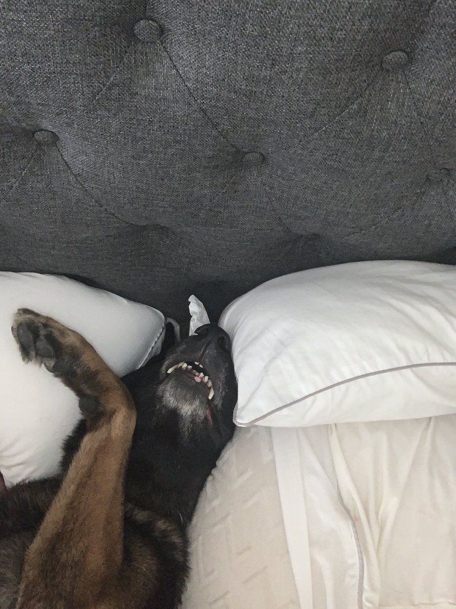 <a href="/Nitedog137/">#K9Ali</a>  had a Ruff night    Not