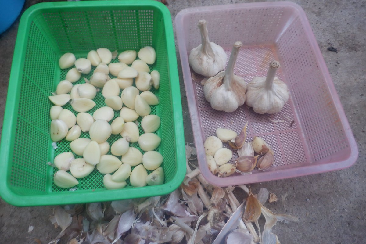 うさ En Twitter 9 18 山の上畑に植えた赤丸にんにくが1つ発芽したみたいです みんなこれからドンドン発芽してほしいです T Co Np7nxodcjt Twitter