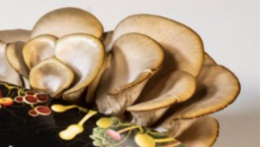 Buenas tardes! El café de la sobre mesa se toma leyendo el nuevo envío de #DietaMemetica por 
<a href="/piscitelli/">Alejandro Piscitelli</a>
Últimos 10 libros que auscultan el #PulsoDelMundo
Te suscribís y lo recibís en minutos: bit.ly/DietaMemetica2… 
Un adelanto..