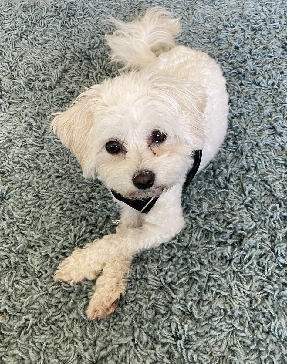 Jolene Angel and Dobby! tweet media