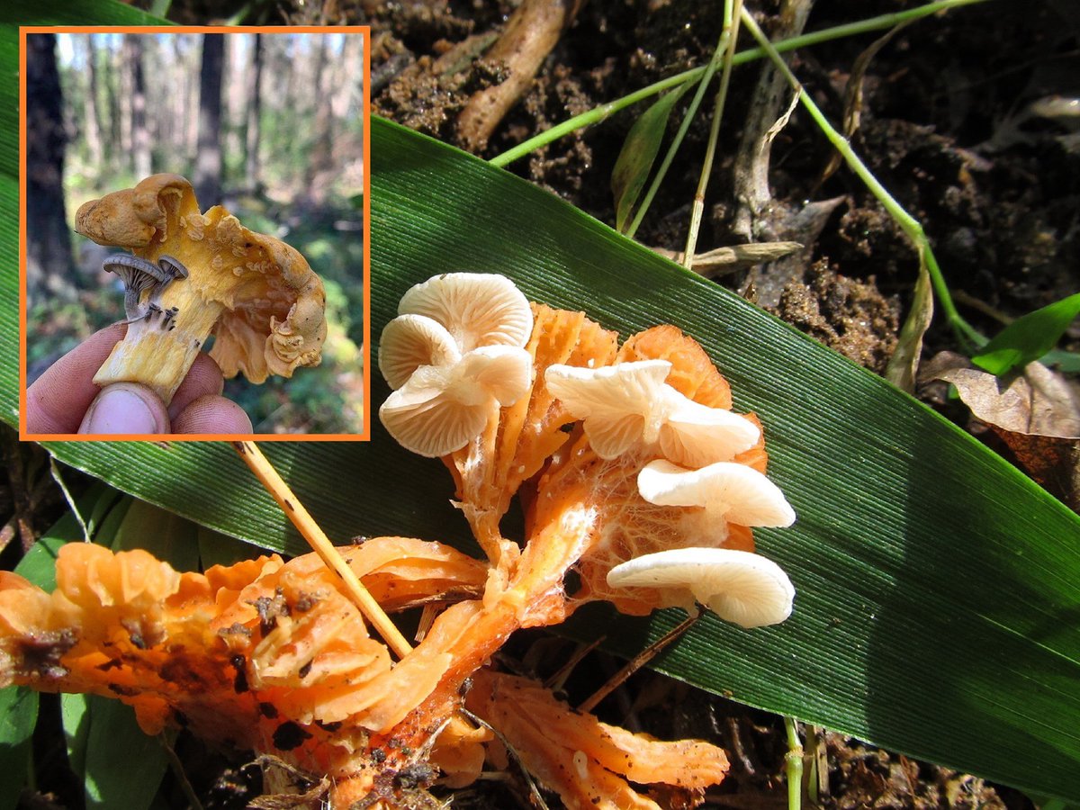 LibraryPocket's tweet image. Chanterellicolous (L): To inhabit a chanterelle. Entoloma parasiticum and pseudoparasiticum are gilled mushrooms that grows on various chanterelle species...
full story in bit.ly/3gL3wfI

#mushroom #Biology #Chemistry  #picture #Animal #Nature #Small_Pocket_Library
