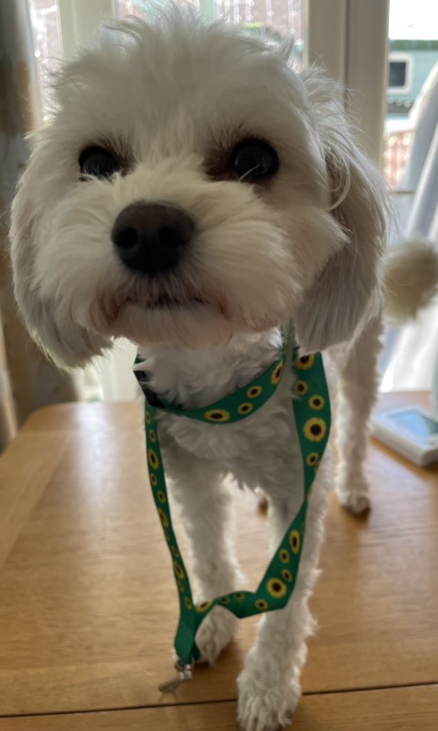 Jolene Angel and Dobby! tweet media