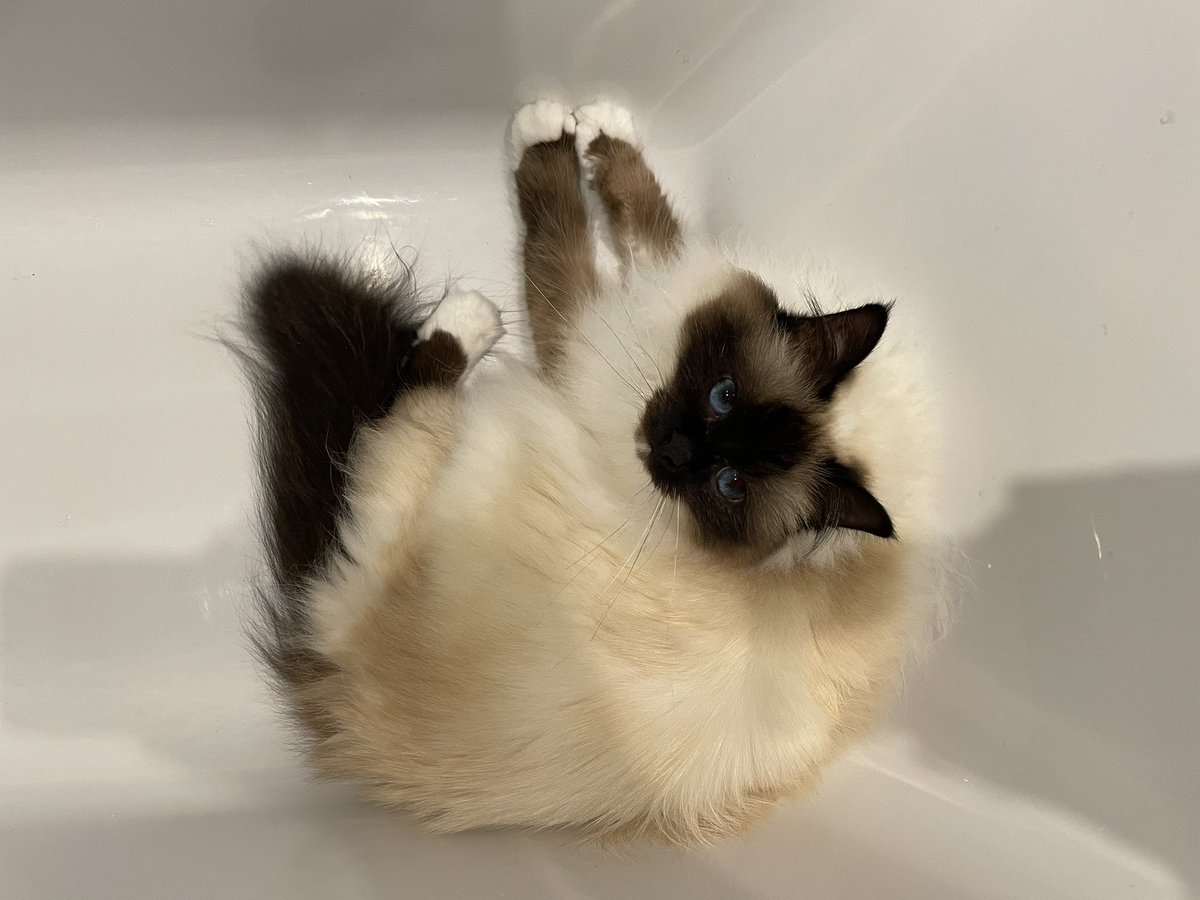 Jolene Angel and Dobby! tweet media