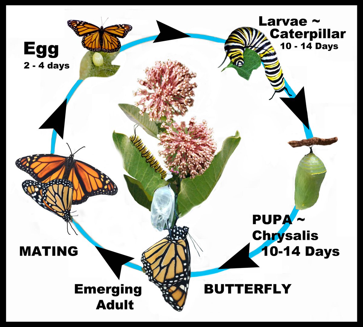 MonarchSSP's tweet photo. MONARCH TEACHER WORKSHOP - SAT. 9/11/21
 8:30 am to 12:45 pm Cylburn Arboretum in person &amp; Virtually! Inviting Teachers and interested adults to learn about Monarch habitat, life cycle, migration.  Contact MaryAnne@MonarchSisterSchools.org for more info https://t.co/xdiIOxYNNp