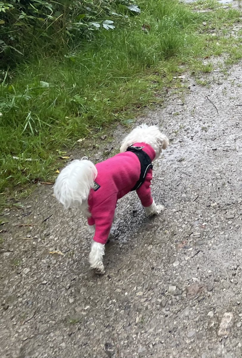 Jolene Angel and Dobby! tweet media