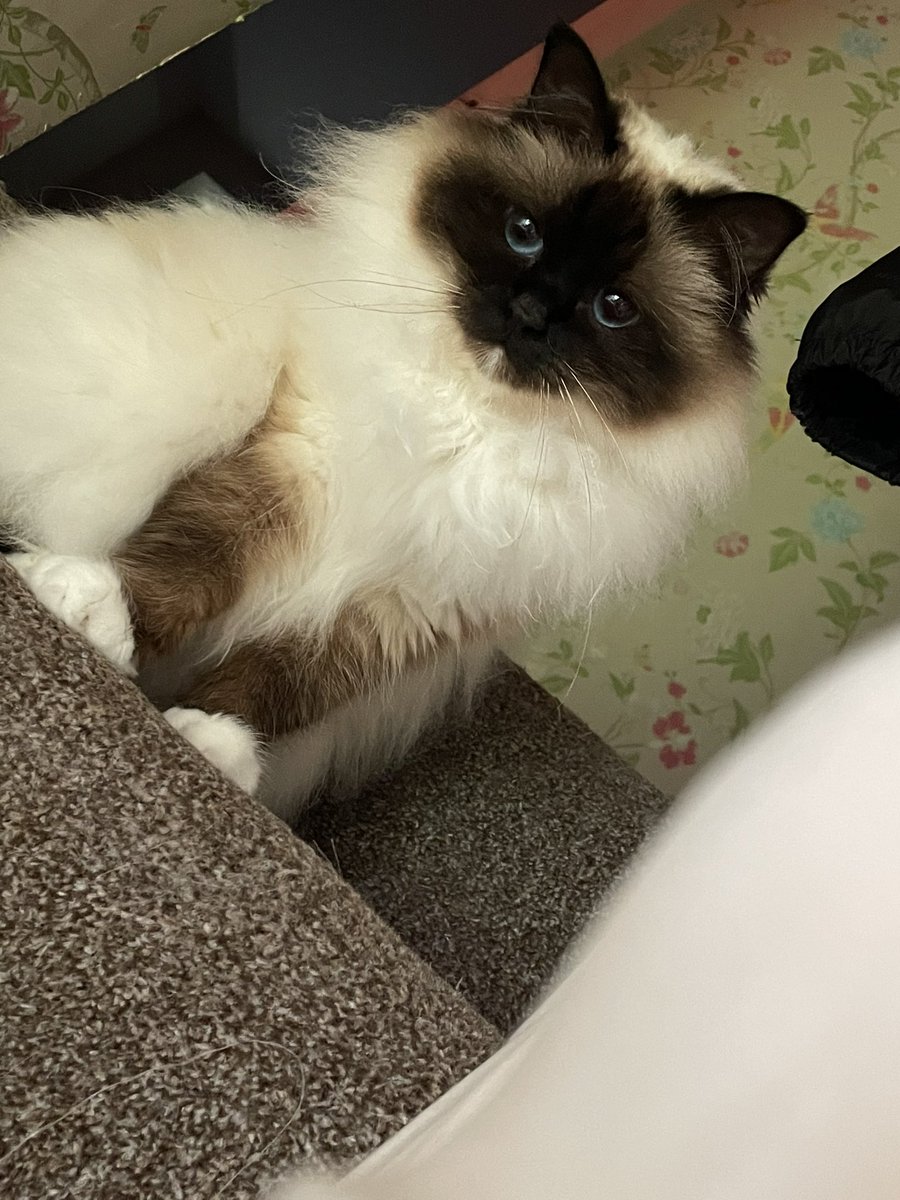 Jolene Angel and Dobby! tweet media