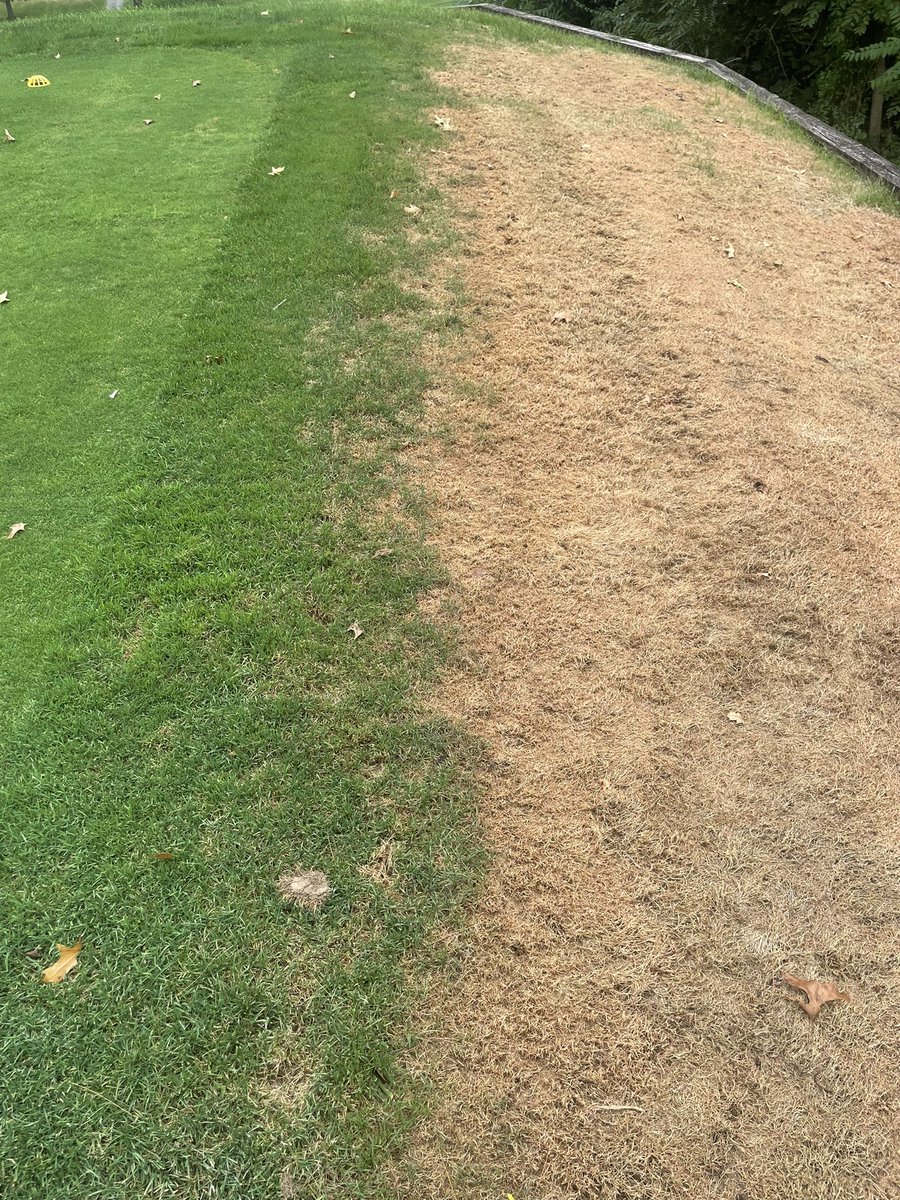 I’d say the early season app of #Acelepryn is working on keeping these #Armyworms at bay here <a href="/ChambersburgCC/">Chambersburg CC</a>. @TurfEnto <a href="/edowling44/">Elliott Dowling</a>