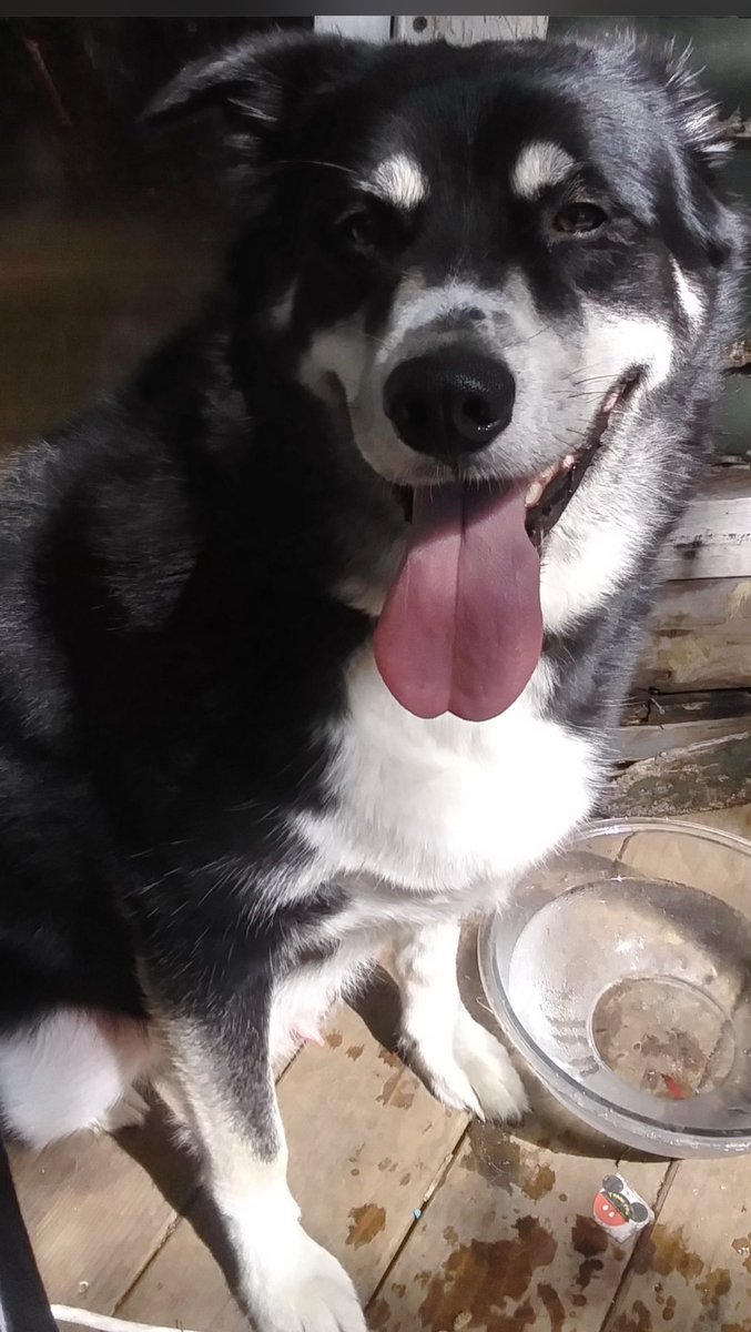 I Love my Samson. Im go say this, there’s nothing like having my bed ALLLLLLLL to myself. Four paws to my back LOL. I miss him. It’s almost #TongueoutTuesday why not get it started out one day early. I’ll be home soon SamSam 🐾🐾🐾🐾🐾#HuskyLab #tongueout #Smile📸 (forgot to add)