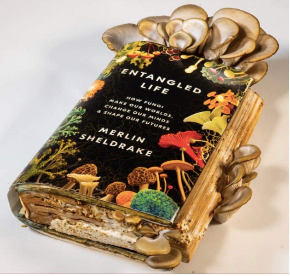 💌Un nuevo #DietaMemetica en sus correos.
📲 Lo leen acá mailchi.mp/8cff6fe13c59/d…
🧐Hoy <a href="/piscitelli/">Alejandro Piscitelli</a> reseña un libro ¿comestible? por Merlin Shledrake.
✨Atención <a href="/germantegui/">Germán Martitegui 🍳</a> y <a href="/NardaLepes/">Narda Lepes</a>