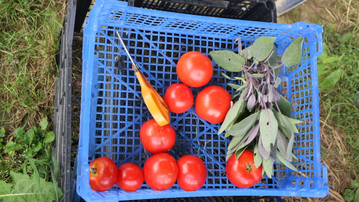 Babakwanza's tweet photo. #Rennes 30/08/2021
Visite de la ferme #PermaGrennes afin d'échanger sur les alternatives pour nourrir le monde d'aujourd'hui et de demain.
#Permaculture #SemencesPaysannes #PanierBio
https://t.co/Gdu51xonmf https://t.co/TWKfkY6ssb