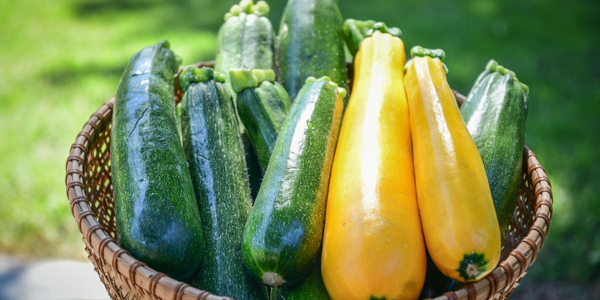 HillcrestFarmMk's tweet photo. There is a small window of time when summer squash is absolute perfect and it's right now. Squash can be the basis for so many healthy and hearty recipes from soup to roasted veggies (just add parmesan).
Every Sunday from 9am- 2pm on Normal Street!  https://t.co/UOlRh38HXn. https://t.co/l107CBUVVa