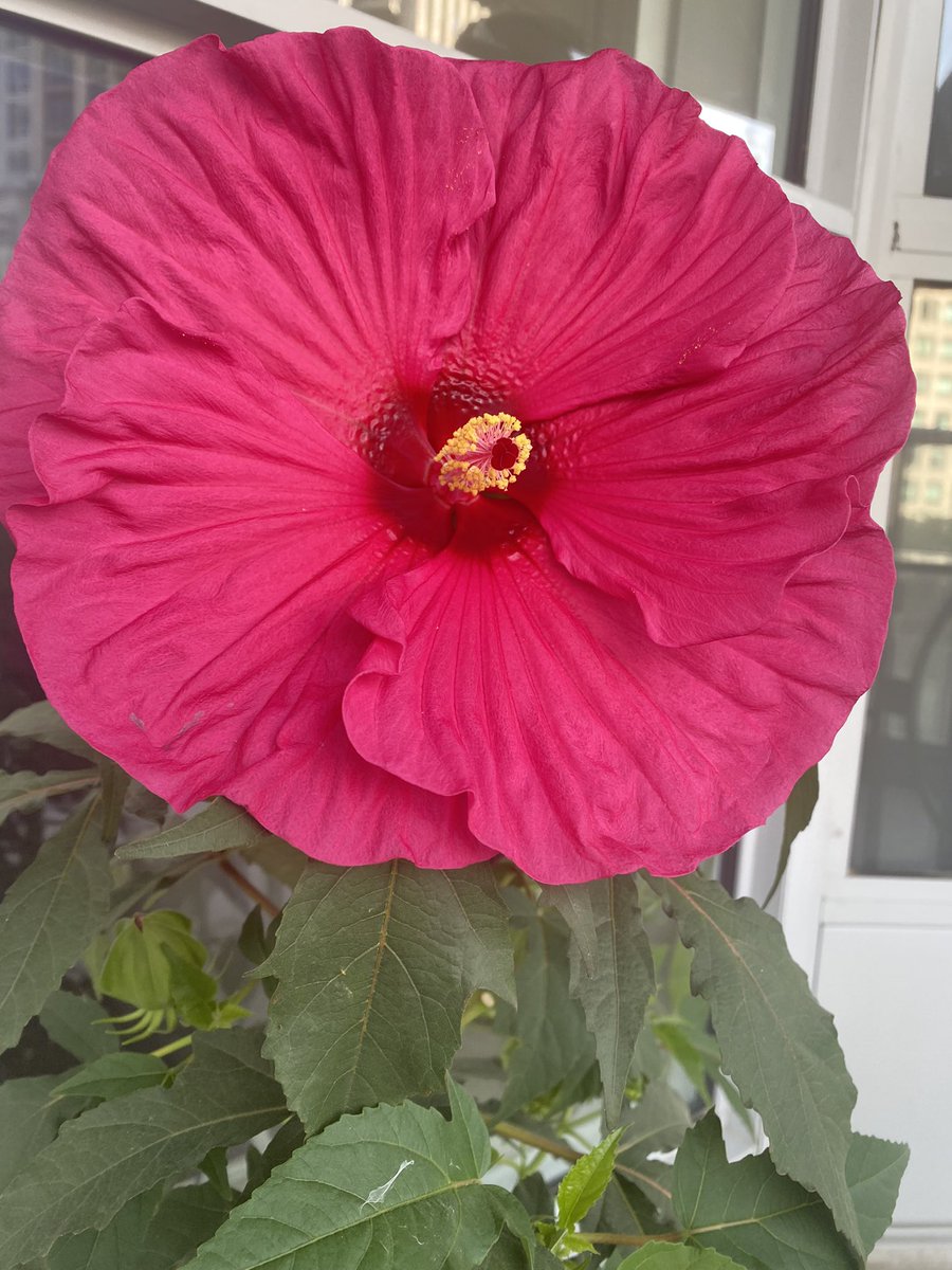 FloriaTrans4rms's tweet photo. Day 346 #100DaysofAppreciation WOW, it takes a year for Hibiscus to grow, flowers generally last a day. Spectacular #hibiscus blooming daily #enjoythejourney of year, don’t wait for destination of 1 Day!🙏❤️🤩
#FlourishwithFloria @cwb_ns @GraceMurphy2 @MindGourmet @Nicole_Osmond https://t.co/WZUDanqDwt