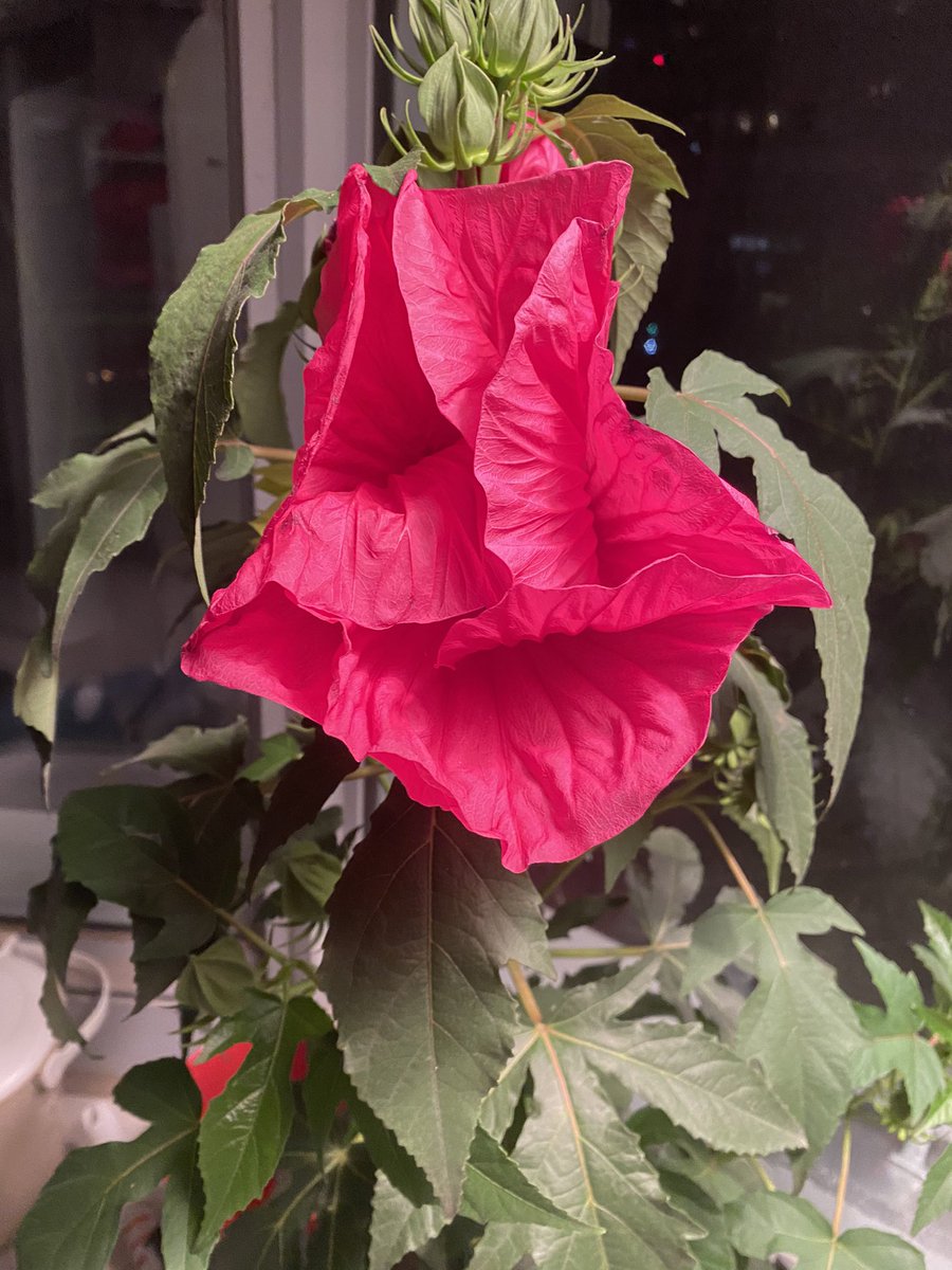 FloriaTrans4rms's tweet photo. Day 346 #100DaysofAppreciation WOW, it takes a year for Hibiscus to grow, flowers generally last a day. Spectacular #hibiscus blooming daily #enjoythejourney of year, don’t wait for destination of 1 Day!🙏❤️🤩
#FlourishwithFloria @cwb_ns @GraceMurphy2 @MindGourmet @Nicole_Osmond https://t.co/WZUDanqDwt