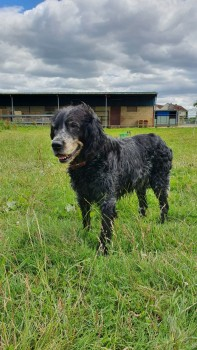 millypod1's tweet photo. 🆘28 AUG 2021. MISCHA #Lost #ScanMe 
ELDERLY Large Munsterlander Female
Lowdilow lane #ElmstoneHardwicke #Cheltenham #Gloucestershire #GL51 
SIGHTINGS PLZ ☎️07920 796959/ 01242681065
https://t.co/f6nWX7HtQV https://t.co/kDIxx1K7Jp